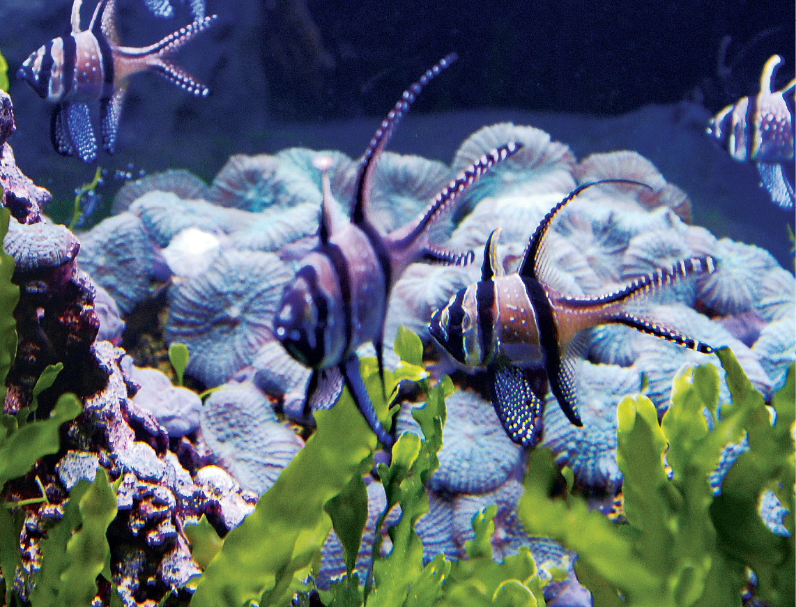Ornamental Fisheries